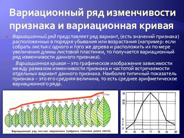 Вариационный ряд изменчивости признака и вариационная кривая Вариационный ряд представляет ряд вариант,