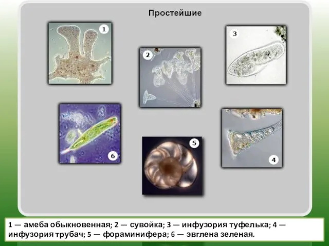 1 — амеба обыкновенная; 2 — сувойка; 3 — инфузория туфелька; 4