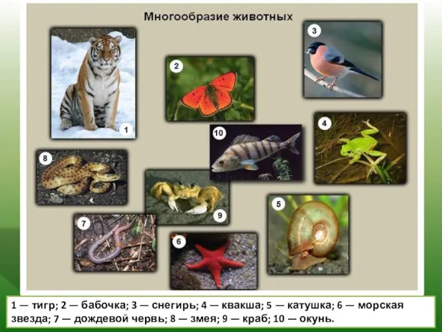 1 — тигр; 2 — бабочка; 3 — снегирь; 4 — квакша;