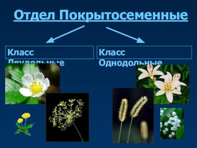 Отдел Покрытосеменные Класс Двудольные Класс Однодольные