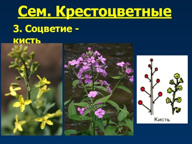 Сем. Крестоцветные 3. Соцветие - кисть