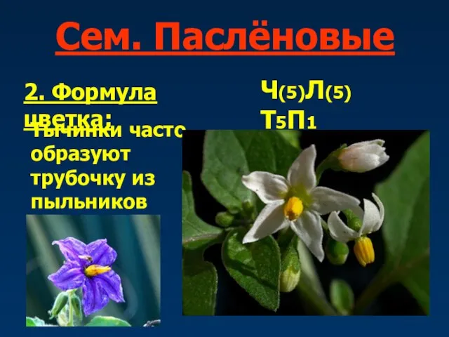 Сем. Паслёновые 2. Формула цветка: Ч(5)Л(5)Т5П1 Тычинки часто образуют трубочку из пыльников