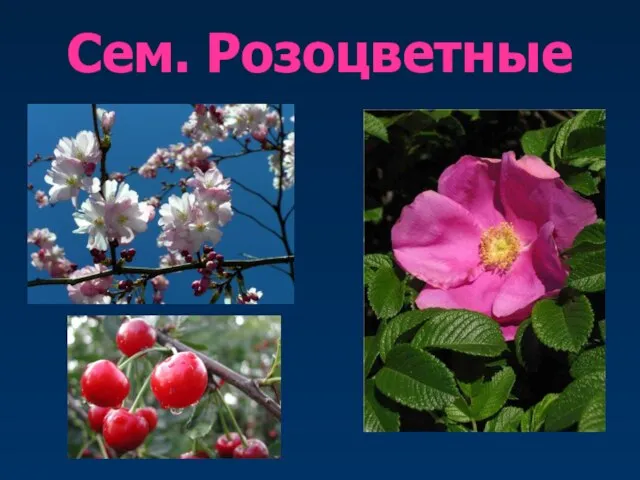 Сем. Розоцветные