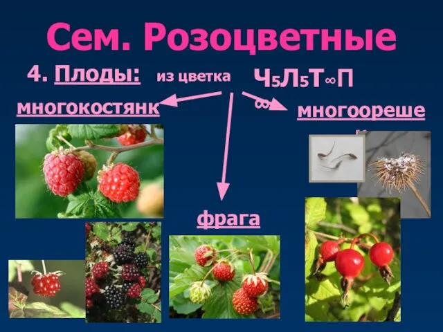 Сем. Розоцветные 4. Плоды: многокостянка из цветка многоорешек Ч5Л5Т∞П∞ фрага