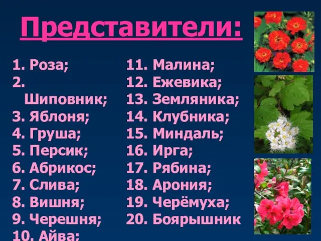 Представители: 1. Роза; 2. Шиповник; 3. Яблоня; 4. Груша; 5. Персик; 6.