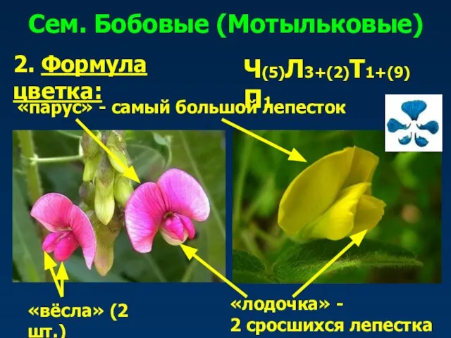 Сем. Бобовые (Мотыльковые) 2. Формула цветка: Ч(5)Л3+(2)Т1+(9)П1 «парус» - самый большой лепесток