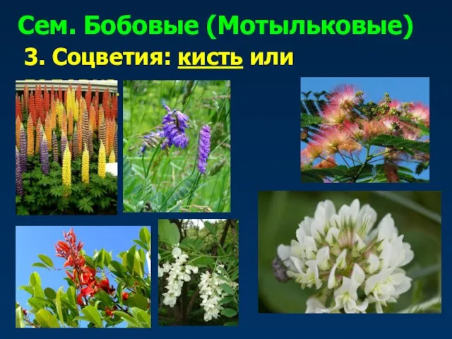 Сем. Бобовые (Мотыльковые) 3. Соцветия: кисть или головка