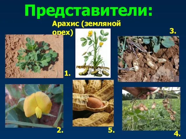 Представители: Арахис (земляной орех) 1. 2. 3. 4. 5.