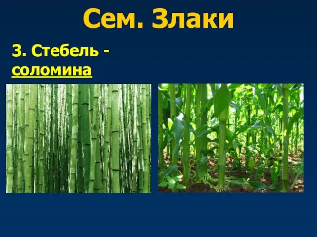 Сем. Злаки 3. Стебель - соломина