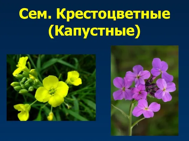 Сем. Крестоцветные (Капустные)