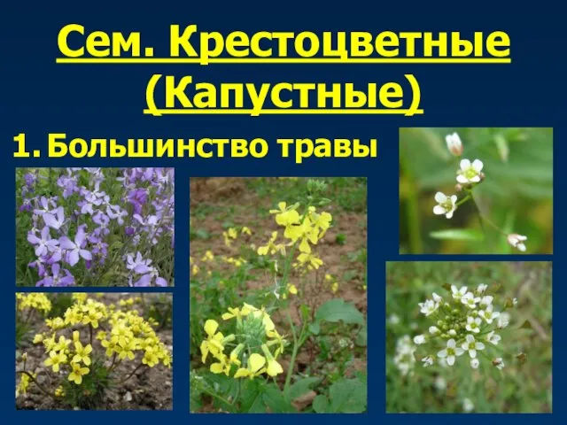 Сем. Крестоцветные (Капустные) Большинство травы