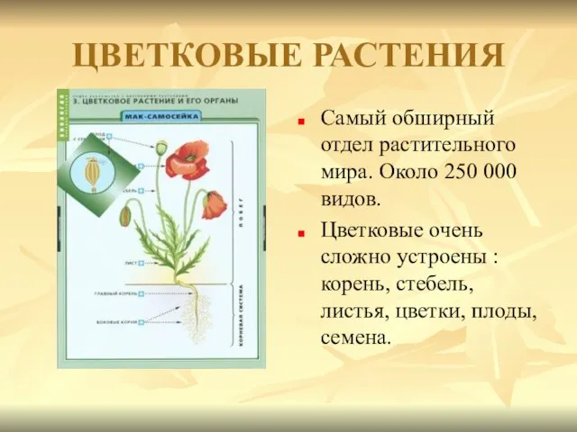 ЦВЕТКОВЫЕ РАСТЕНИЯ Самый обширный отдел растительного мира. Около 250 000 видов. Цветковые