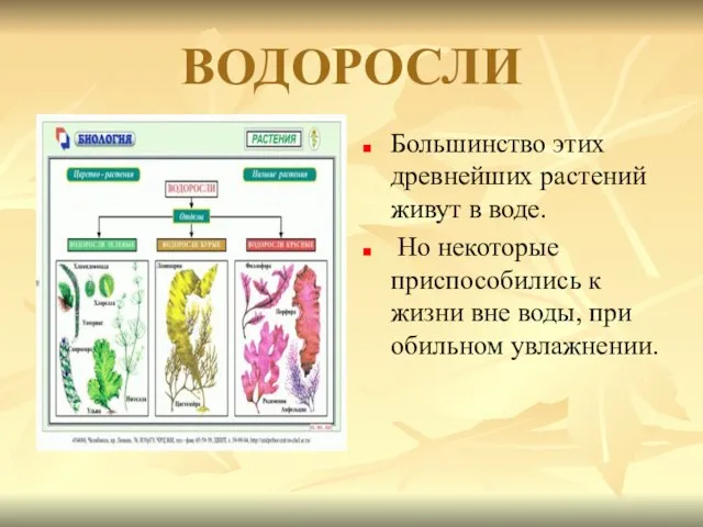 ВОДОРОСЛИ Большинство этих древнейших растений живут в воде. Но некоторые приспособились к