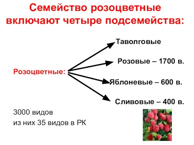 Семейство розоцветные включают четыре подсемейства: Таволговые Розовые – 1700 в. Розоцветные: Яблоневые