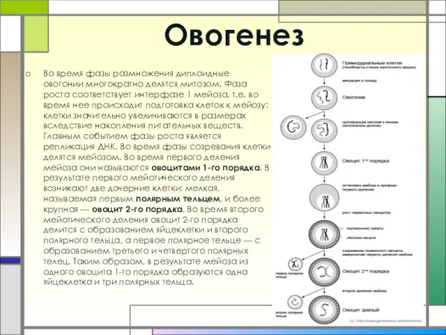 Овогенез Во время фазы размножения диплоидные овогонии многократно делятся митозом. Фаза роста