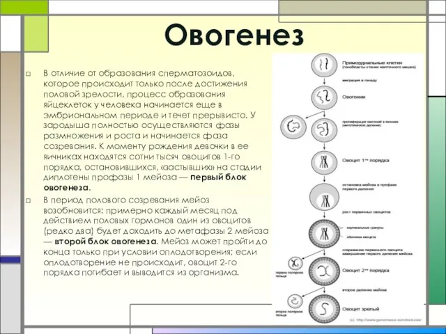 Овогенез В отличие от образования сперматозоидов, которое происходит только после достижения половой