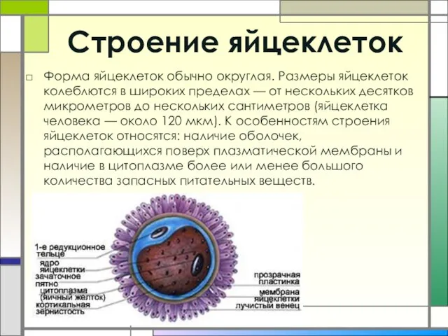 Строение яйцеклеток Форма яйцеклеток обычно округлая. Размеры яйцеклеток колеблются в широких пределах