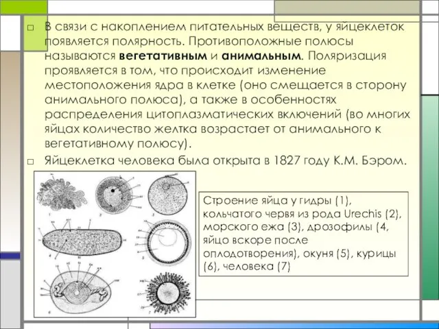 В связи с накоплением питательных веществ, у яйцеклеток появляется полярность. Противоположные полюсы