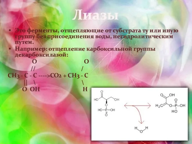 Лиазы Это ферменты, отщепляющие от субстрата ту или иную группу без присоединения