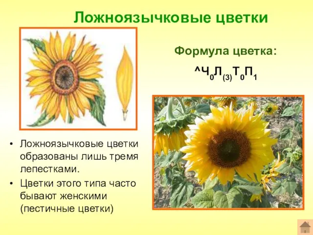 Ложноязычковые цветки Формула цветка: ^Ч0Л(3)Т0П1 Ложноязычковые цветки образованы лишь тремя лепестками. Цветки