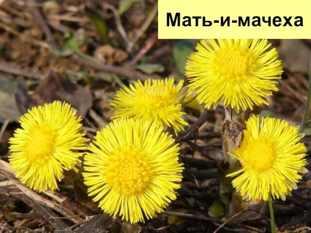 Мать-и-мачеха