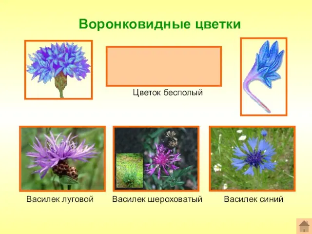 Воронковидные цветки Формула цветка: ^или*Ч0Л(5)Т0П0 Цветок бесполый Василек шероховатый Василек луговой Василек синий