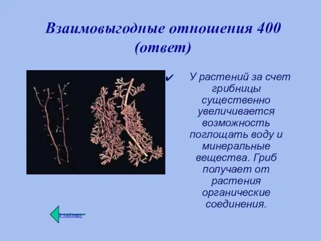 Взаимовыгодные отношения 400 (ответ) У растений за счет грибницы существенно увеличивается возможность