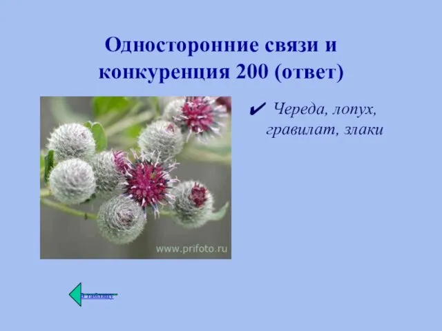 Односторонние связи и конкуренция 200 (ответ) Череда, лопух, гравилат, злаки