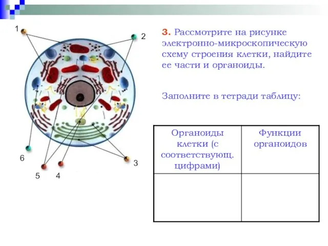 3 1 2 4 5 6 3. Рассмотрите на рисунке электронно-микроскопическую схему