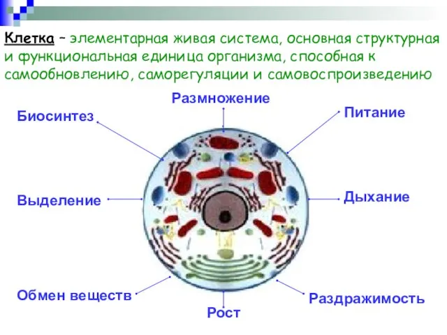 Клетка – элементарная живая система, основная структурная и функциональная единица организма, способная