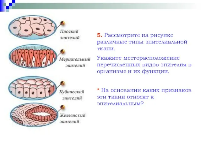 5. Рассмотрите на рисунке различные типы эпителиальной ткани. Укажите месторасположение перечисленных видов