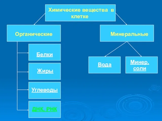 Химические вещества в клетке Органические Минеральные Белки Жиры Углеводы ДНК, РНК Вода Минер. соли