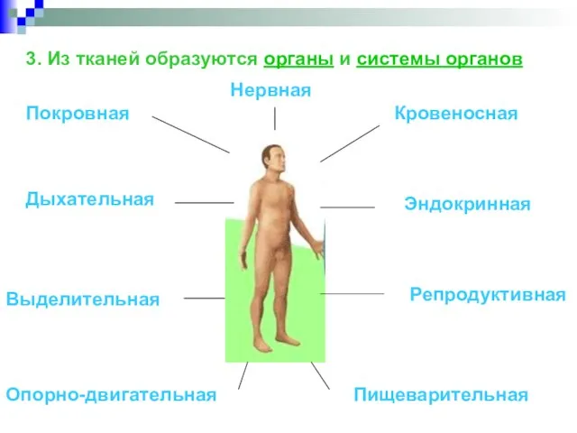 3. Из тканей образуются органы и системы органов Покровная Опорно-двигательная Кровеносная Дыхательная