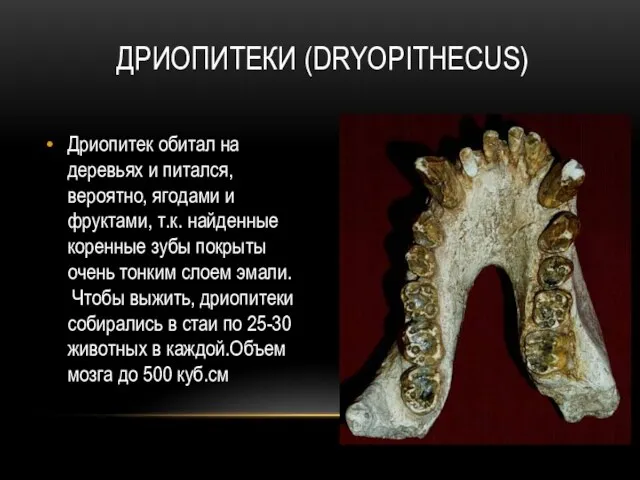 ДРИОПИТЕКИ (DRYOPITHECUS) Дриопитек обитал на деревьях и питался, вероятно, ягодами и фруктами,