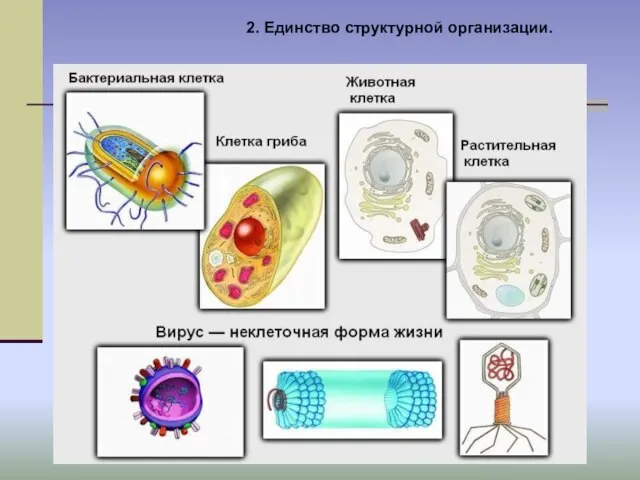 2. Единство структурной организации.