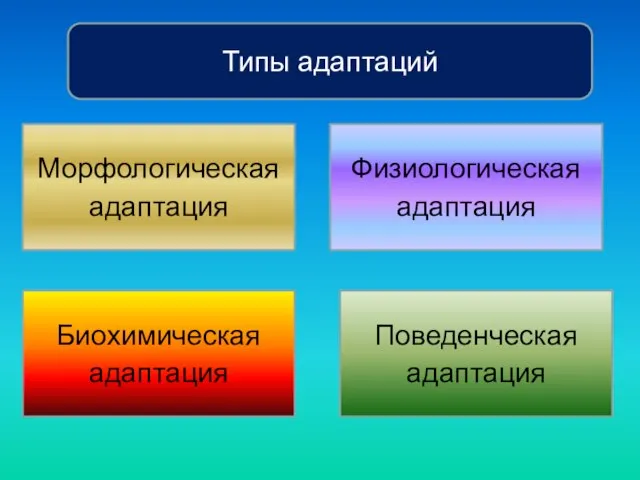 Типы адаптаций Морфологическая адаптация Биохимическая адаптация Физиологическая адаптация Поведенческая адаптация