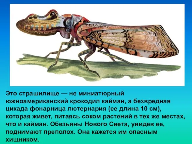 Это страшилище — не миниатюрный южноамериканский крокодил кайман, а безвредная цикада фонарница