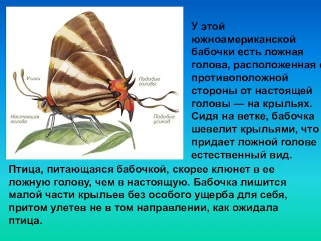 У этой южноамериканской бабочки есть ложная голова, расположенная с противоположной стороны от