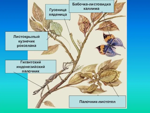 Гигантский индонезийский палочник Листокрылый кузнечик рокселана Гусеница пяденица Бабочка-листовидка каллима Палочник-листотел