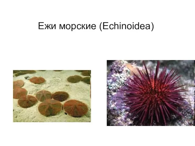 Презентация на тему Ежи морские