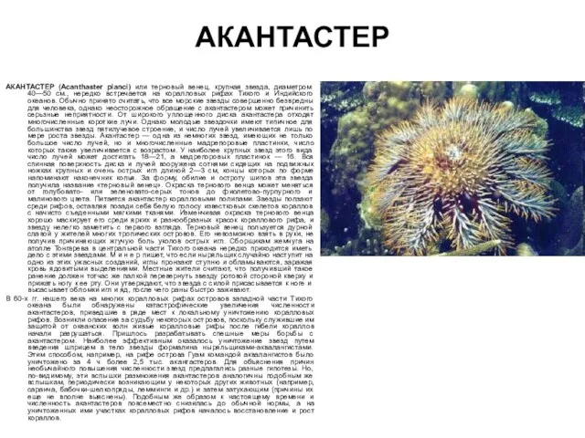 АКАНТАСТЕР АКАНТАСТЕР (Acanthaster planci) или терновый венец, крупная звезда, диаметром 40—50 см.,