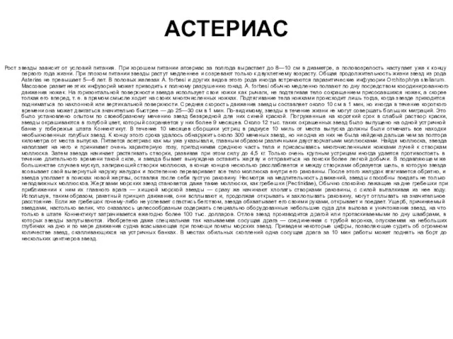 АСТЕРИАС Рост звезды зависит от условий питания. При хорошем питании атсериас за