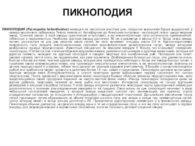 ПИКНОПОДИЯ ПИКНОПОДИЯ (Русnоpodia helianthoides) живущая на скалистых участках дна, покрытых зарослями бурых