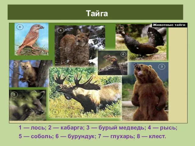 Животные тайги 1 — лось; 2 — кабарга; 3 — бурый медведь;