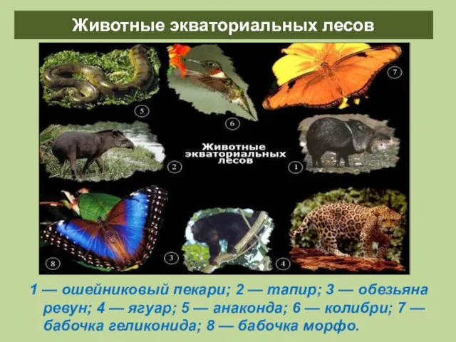 Животные экваториальных лесов 1 — ошейниковый пекари; 2 — тапир; 3 —