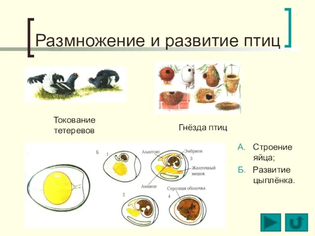 Размножение и развитие птиц Токование тетеревов Гнёзда птиц А. Строение яйца; Б. Развитие цыплёнка.