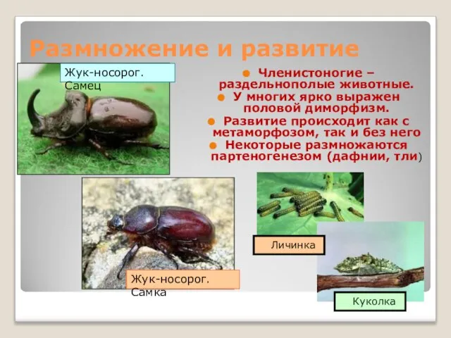 Размножение и развитие Членистоногие – раздельнополые животные. У многих ярко выражен половой