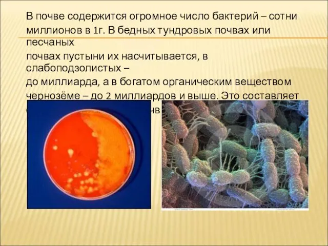 В почве содержится огромное число бактерий – сотни миллионов в 1г. В