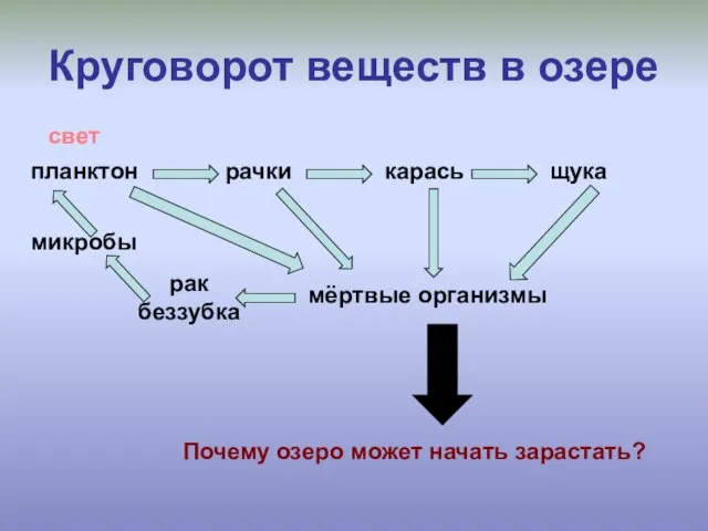 Круговорот веществ в озере планктон рачки карась щука мёртвые организмы рак беззубка