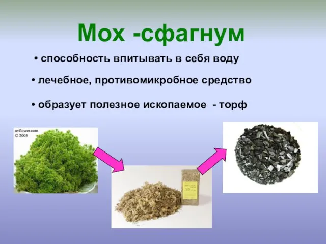 Мох -сфагнум способность впитывать в себя воду лечебное, противомикробное средство образует полезное ископаемое - торф